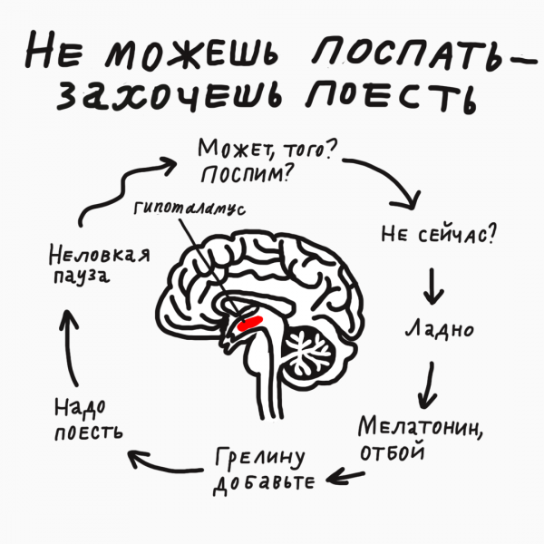 Кто мало спит, тот жиреет: откуда берётся лишний жир